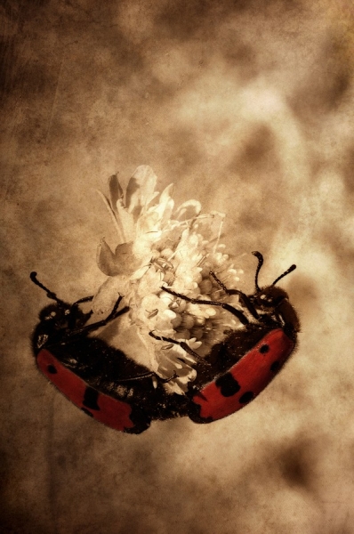 Photograph Michel Bochet Merand Duo on One Eyeland